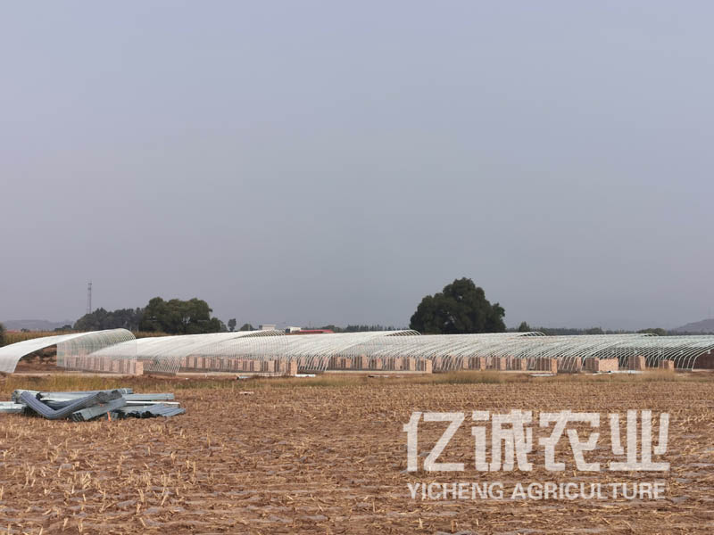 一畝溫室大棚造價(jià)多少錢？溫室建設(shè)成本