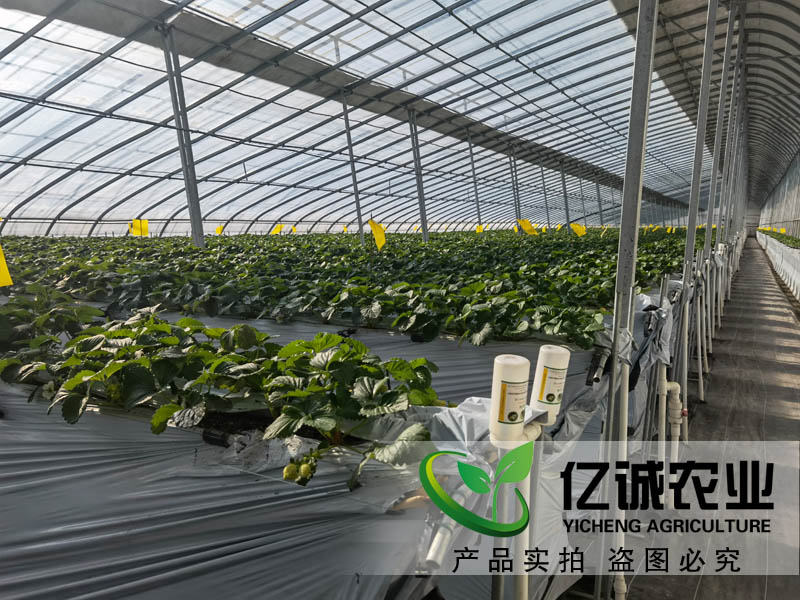 智能溫室大棚承建哪家好？如何種植和管理才能提高，大棚的經(jīng)濟(jì)效益呢？