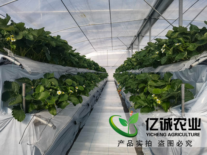 萬物的生長需要陽光和溫度的支持 一畝溫室大棚的成本是多少？