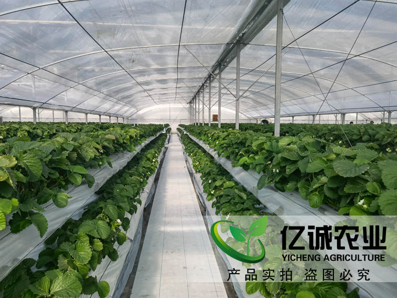 遮陽系統(tǒng)在玻璃溫室草莓種植中有哪些優(yōu)勢？