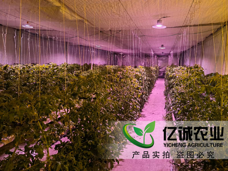 蔬菜大棚造價是如何計算的？